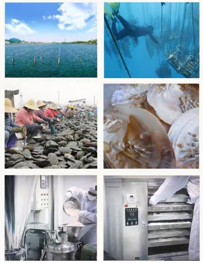 真珠　粉末　製造　製品　品質　加工　工程　たんぽぽ本舗