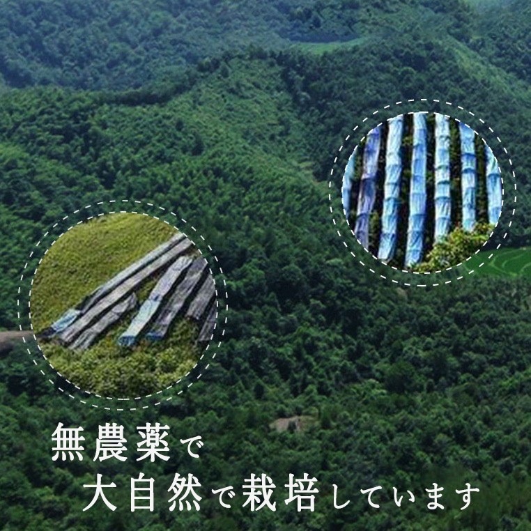 高麗人参 6年根 育成環境 無農薬で大自然で栽培 たんぽぽ本舗