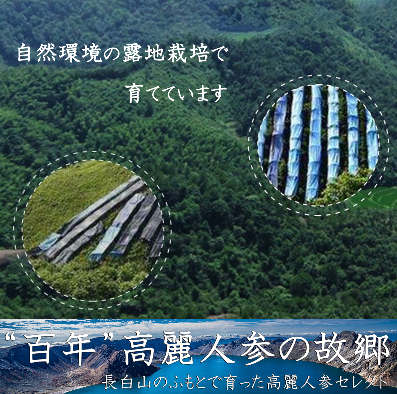 高麗人参　6年根　自然環境露地栽培　育成環境　大自然で栽培　そだっています　育てています　たんぽぽ本舗