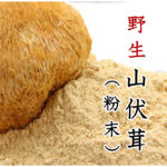 やまぶしたけ（乾物）100g 粉末加工 山伏茸 野生 猿頭きのこ ほうとうくう ヤマブシタケパウダー たんぽぽ本舗