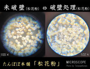 松花粉　破壁タイプ　未破壁タイプ　比較画像　顕微鏡　たんぽぽ本舗