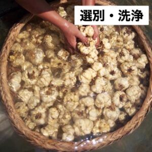 tanpopo-109