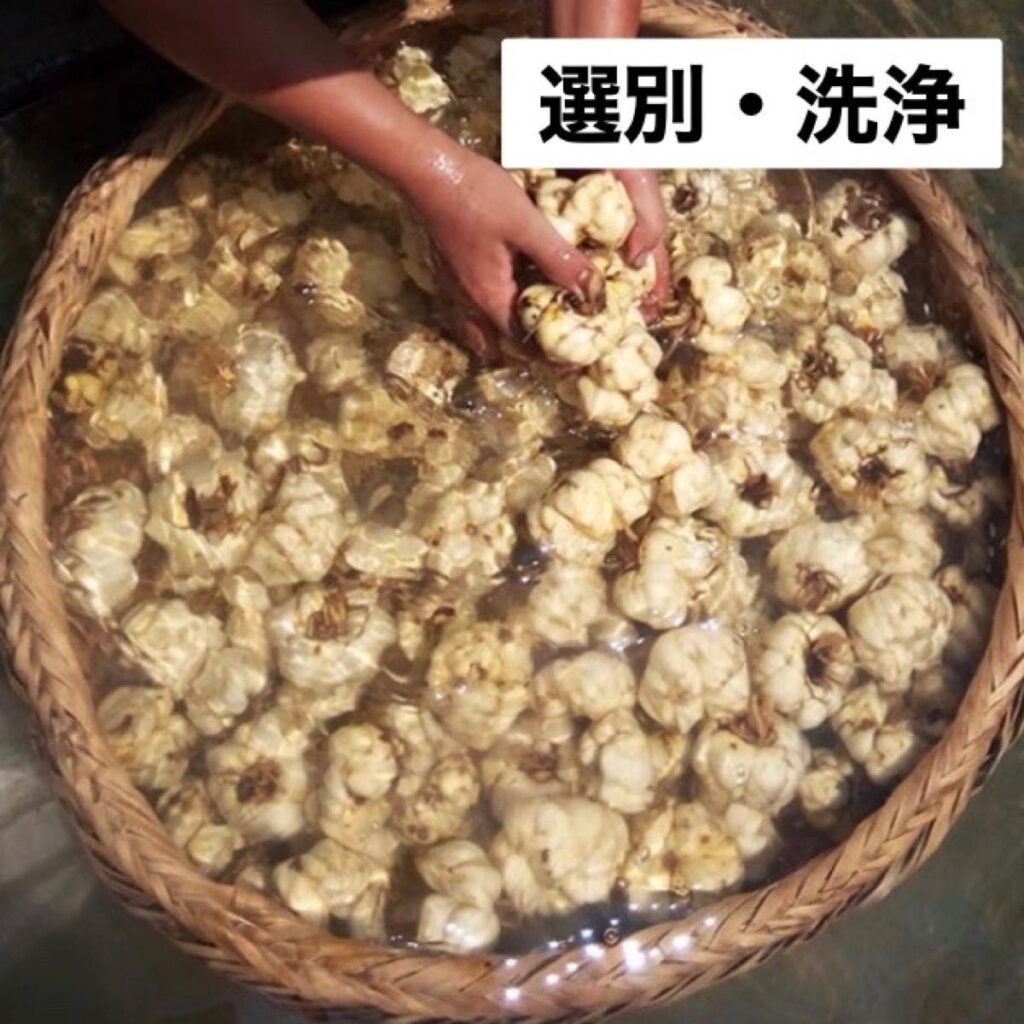百合根のパウダー　選別・洗浄　たんぽぽ本舗