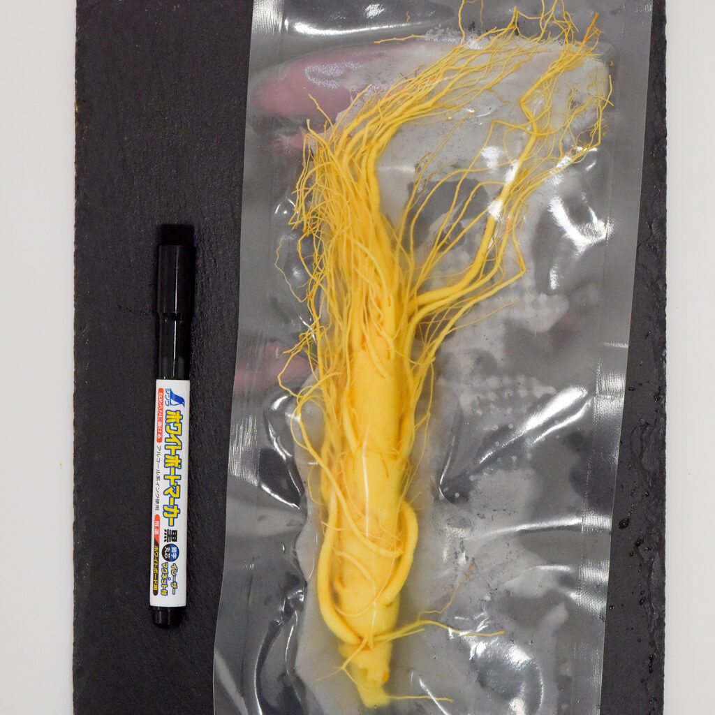 高麗人参(生)・6年根の厳選1本 薬膳酒用 特別料理素材 長白山産 野生