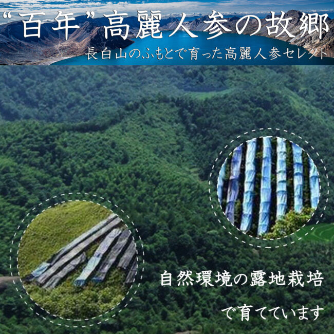 高麗人参　6年根　自然環境露地栽培　育成環境　大自然で栽培　そだっています　育てています　たんぽぽ本舗