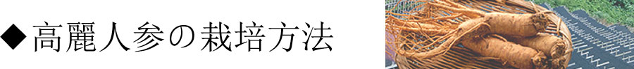 高麗人参の栽培方法について